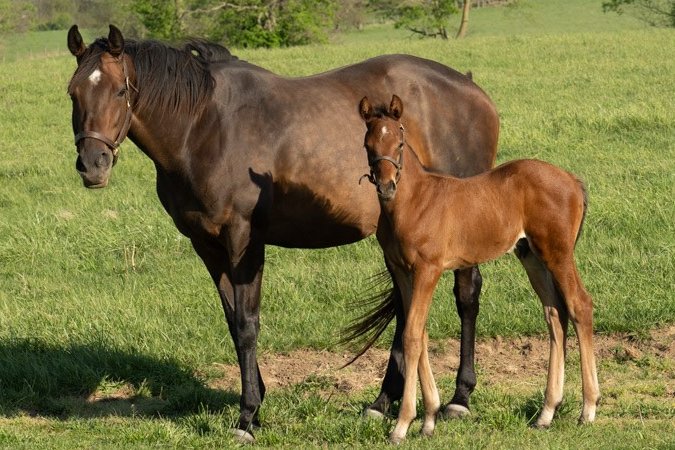 Phipps Stable Fan tweet media