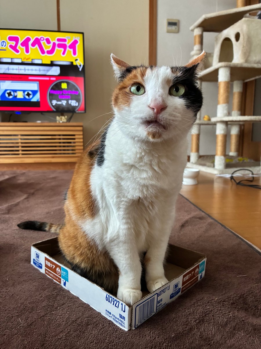はる🐈🐈 tweet media