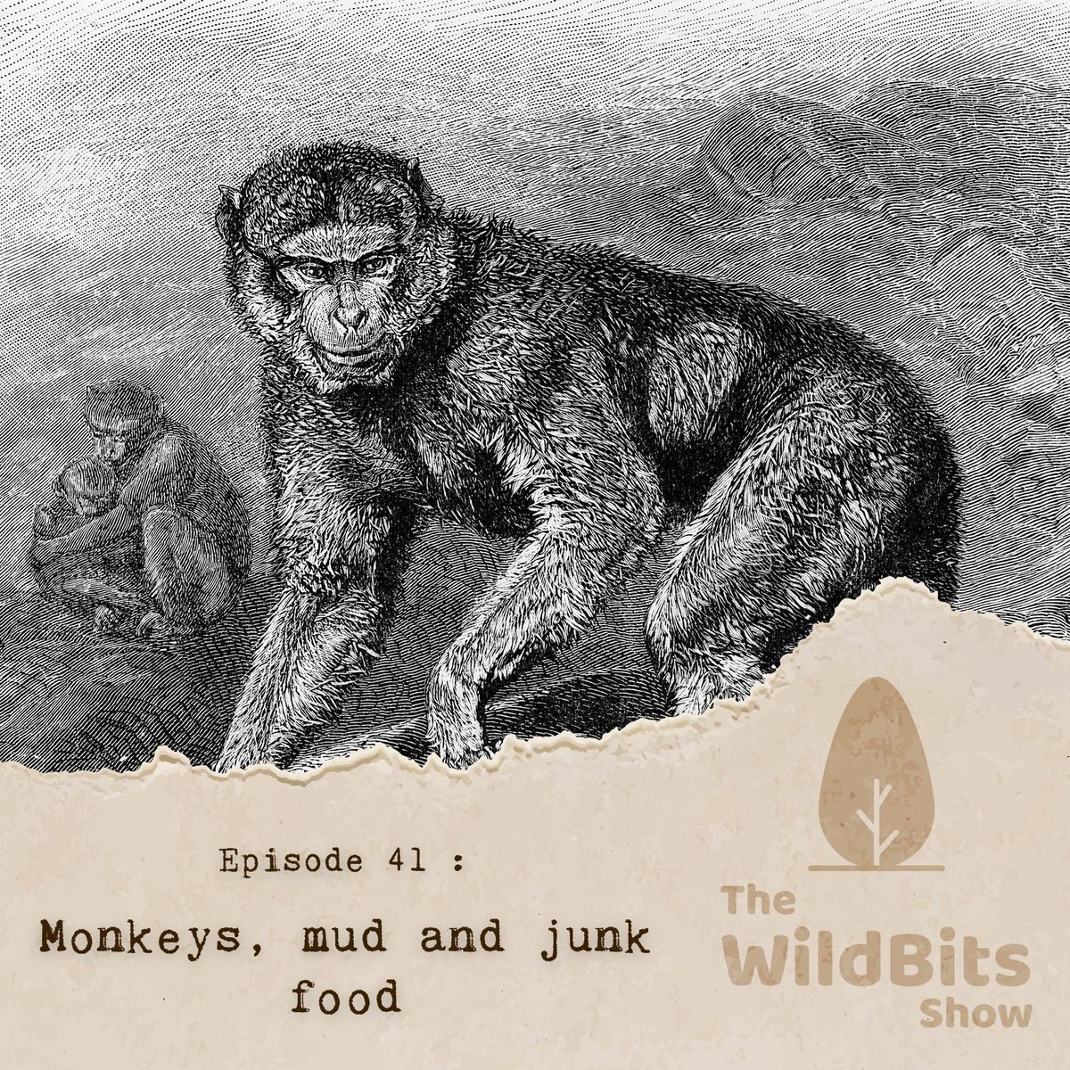 thewildbitsprod's tweet image. This week on #TheWildBitsShow, we're diving into the bizarre: why are Gibraltar's monkeys eating mud? Plus, the decision to cull Pablo Escobar's hippos in Colombia. 

Tune in Sunday @ 7PM NZST / 11:30PM IST!
dmg.li/thewildbitsshow

#Conservation #Wildlife #Science #Podcast