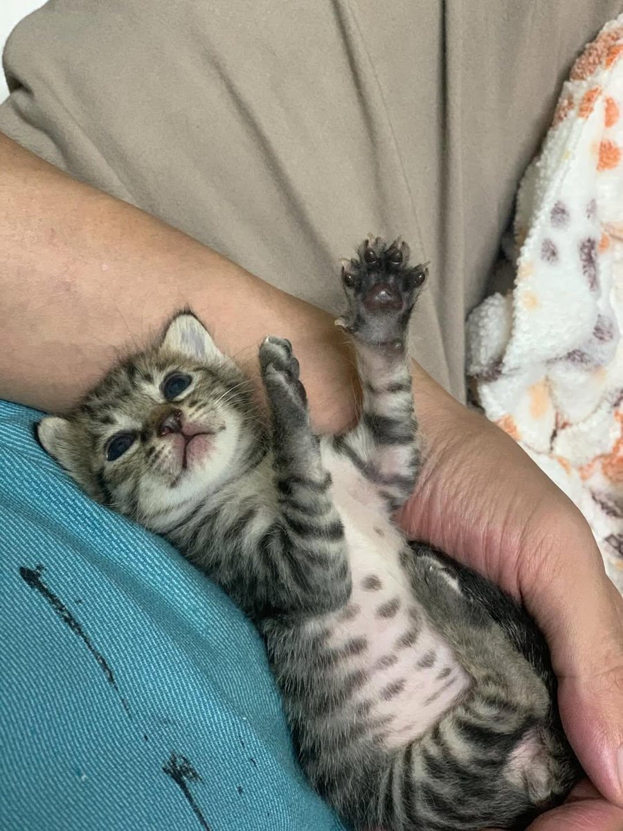 Cat 🐈 (@Cutecatpost) on X