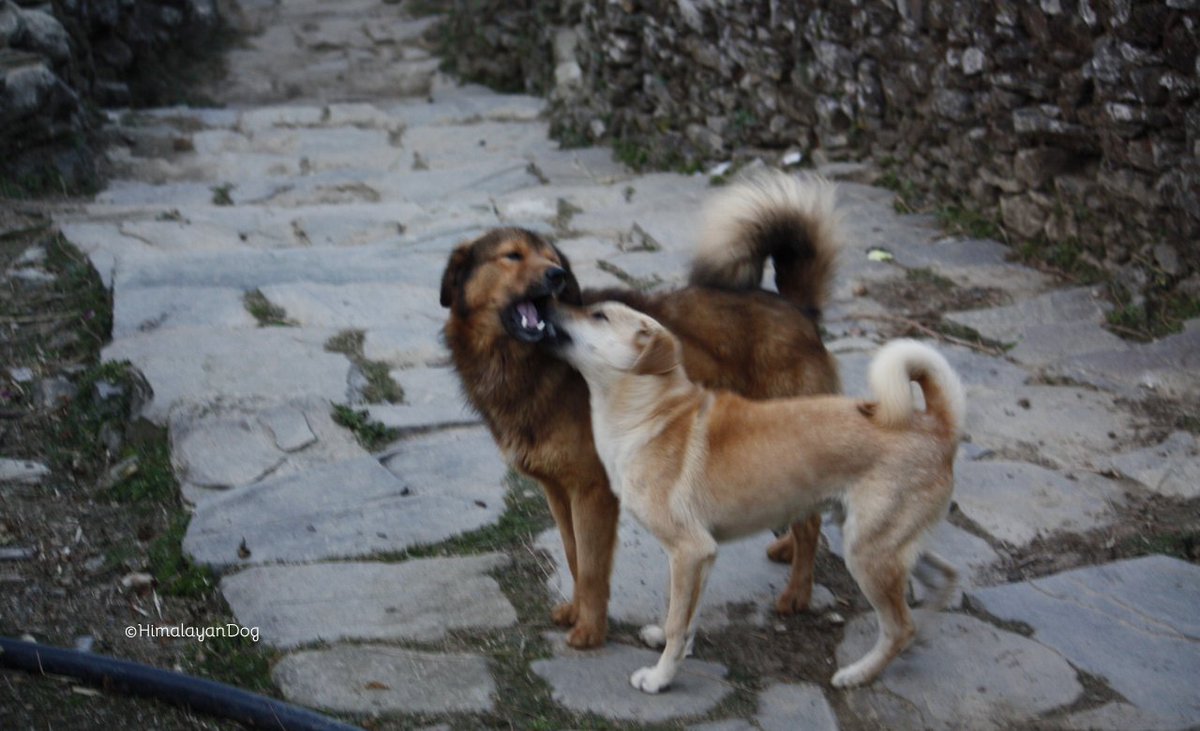 HimalayanDog tweet media