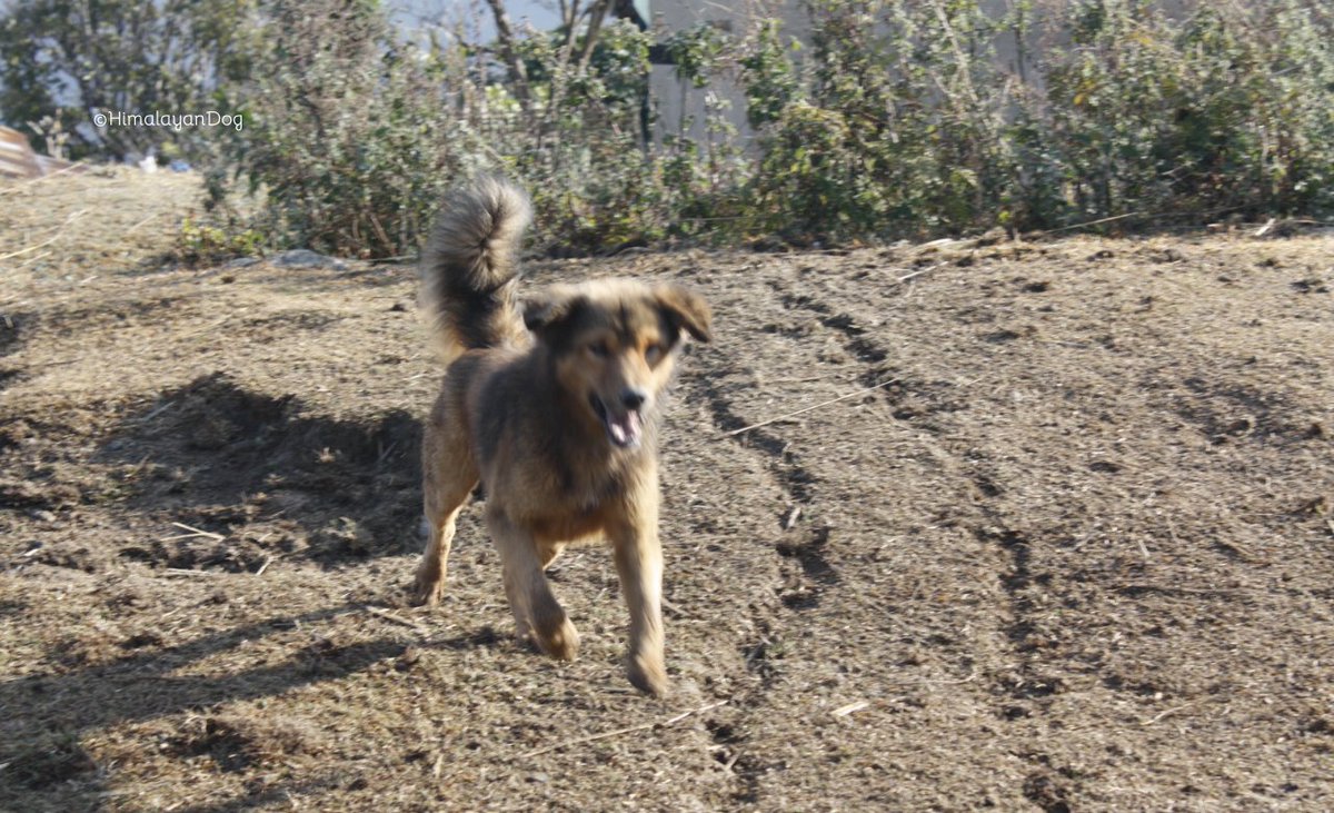 HimalayanDog tweet media