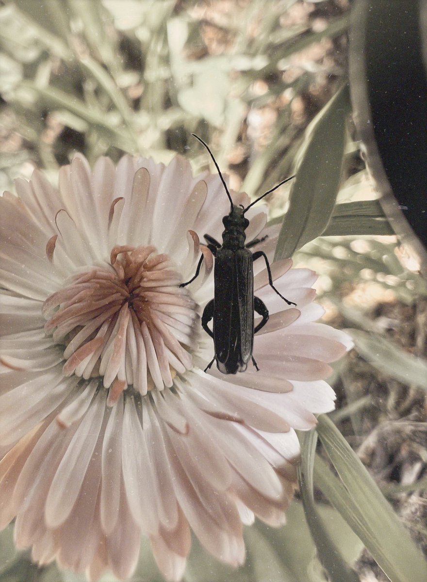 katriniwow's tweet image. Caught in the lens📸 

#Nature #Aesthetic #Details #Flowers