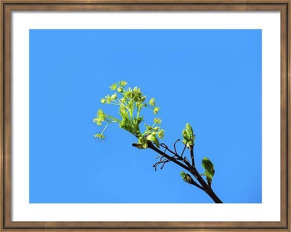 HurmerintaArt's tweet photo. Spring Is Blue And Green.

#nature #photography #spring #mapletree  https://t.co/YxTH5bWrWB https://t.co/dupOyKWgTA