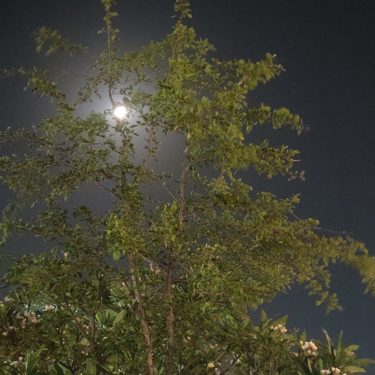 BarveNutan's tweet photo. #moonclicks https://t.co/mqrib7Efd6