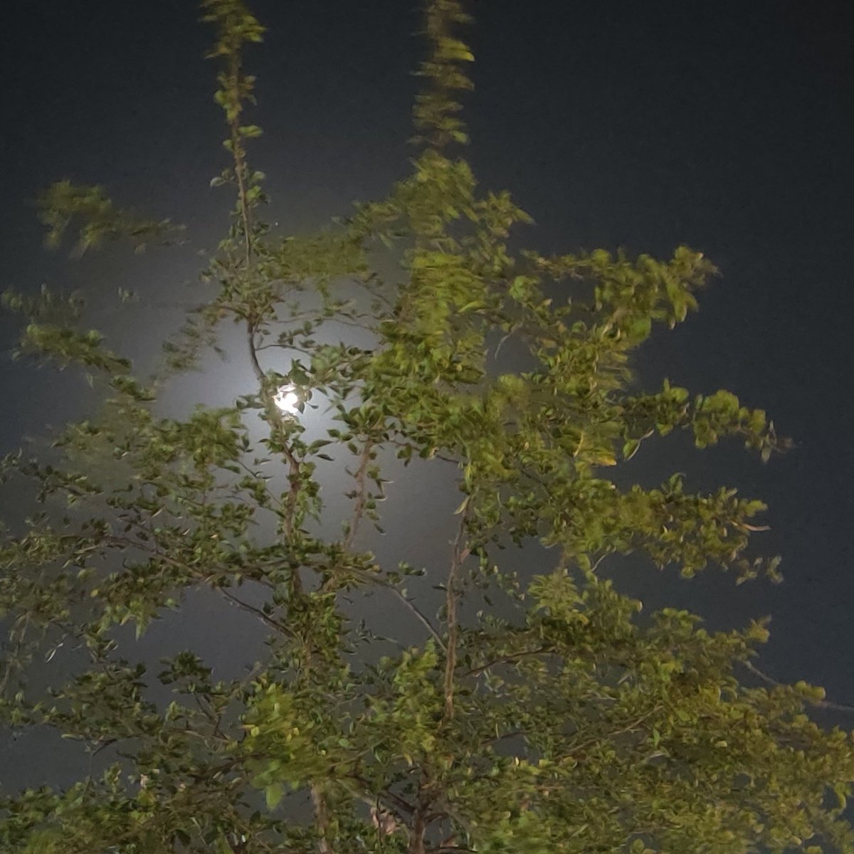 BarveNutan's tweet photo. #moonclicks https://t.co/mqrib7Efd6