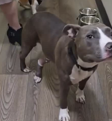 joey_tuccio's tweet photo. These are three dogs that were rescued from Skid Row just this week. One ate a baggie of drugs and was beat, another dog was beat leading to a broken leg, and the other dog was tied up in a cooler. 

And how was your week @MayorOfLA and @nithyavraman? https://t.co/KJ0yMBeT6A