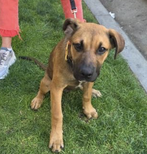 joey_tuccio's tweet photo. These are three dogs that were rescued from Skid Row just this week. One ate a baggie of drugs and was beat, another dog was beat leading to a broken leg, and the other dog was tied up in a cooler. 

And how was your week @MayorOfLA and @nithyavraman? https://t.co/KJ0yMBeT6A