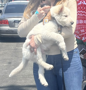 joey_tuccio's tweet photo. These are three dogs that were rescued from Skid Row just this week. One ate a baggie of drugs and was beat, another dog was beat leading to a broken leg, and the other dog was tied up in a cooler. 

And how was your week @MayorOfLA and @nithyavraman? https://t.co/KJ0yMBeT6A
