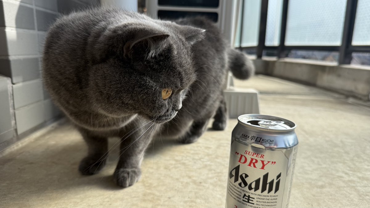 mo_pani's tweet photo. もぐたん🐈‍⬛＋ビール🍺＝幸せ https://t.co/wgSuIfwe1e