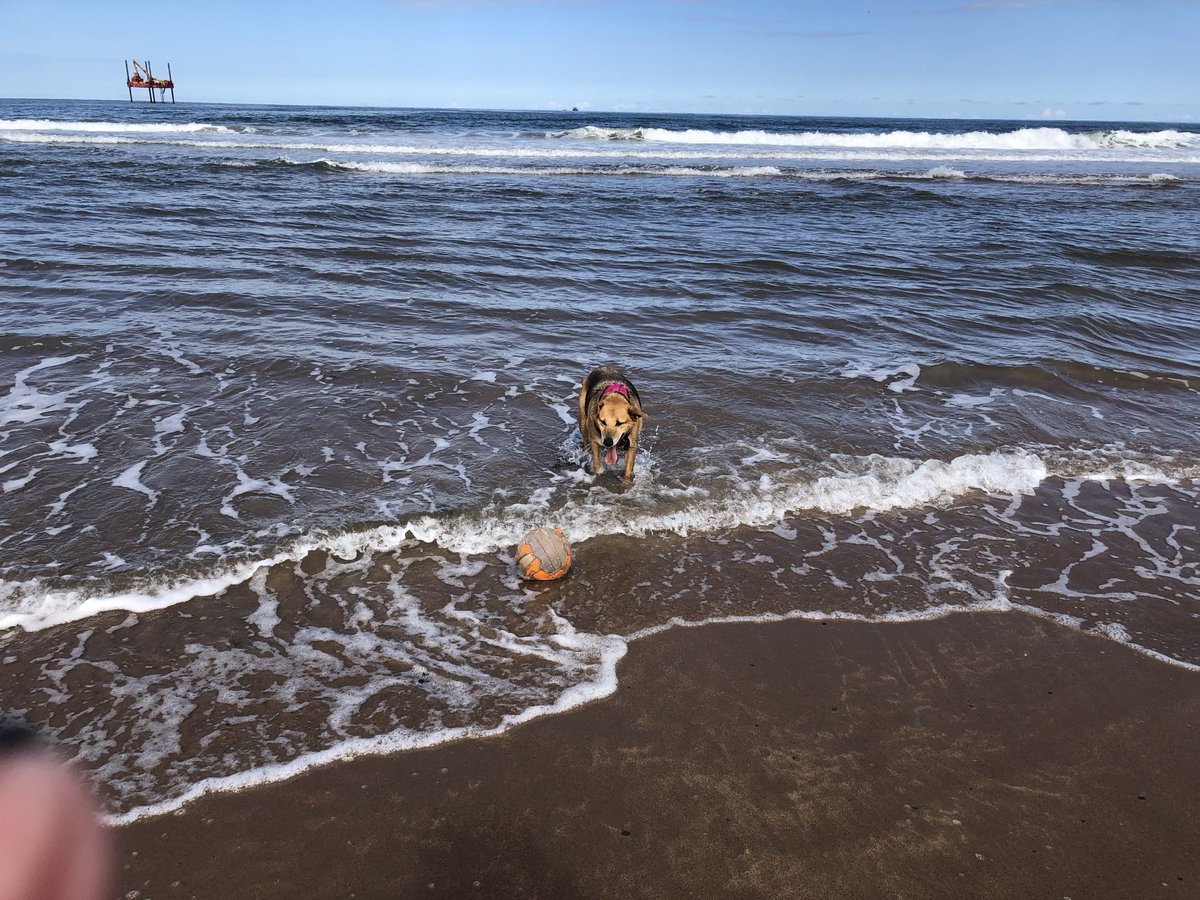 KinlochSusan's tweet image. Beach day #memories with Cara ☀️🏴󠁧󠁢󠁳󠁣󠁴󠁿🐶