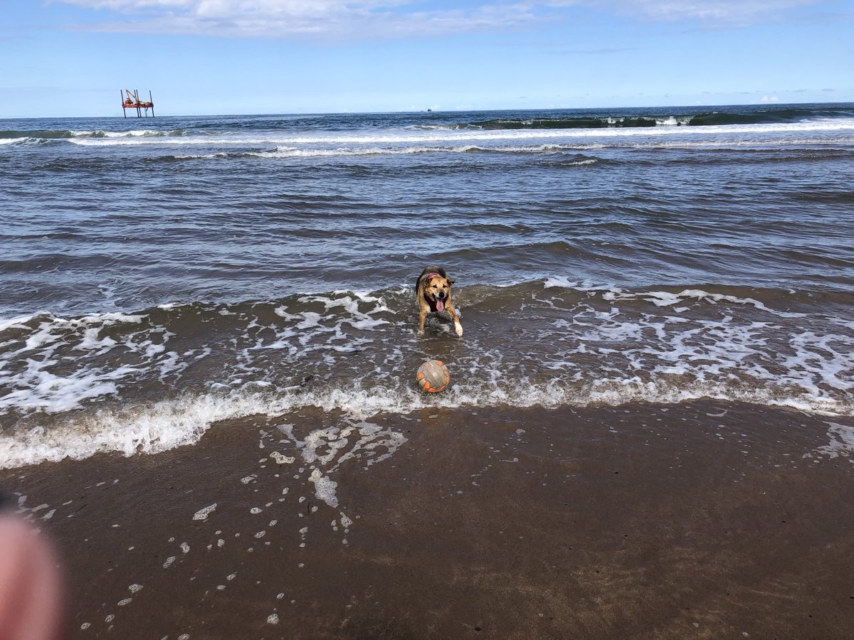 KinlochSusan's tweet image. Beach day #memories with Cara ☀️🏴󠁧󠁢󠁳󠁣󠁴󠁿🐶