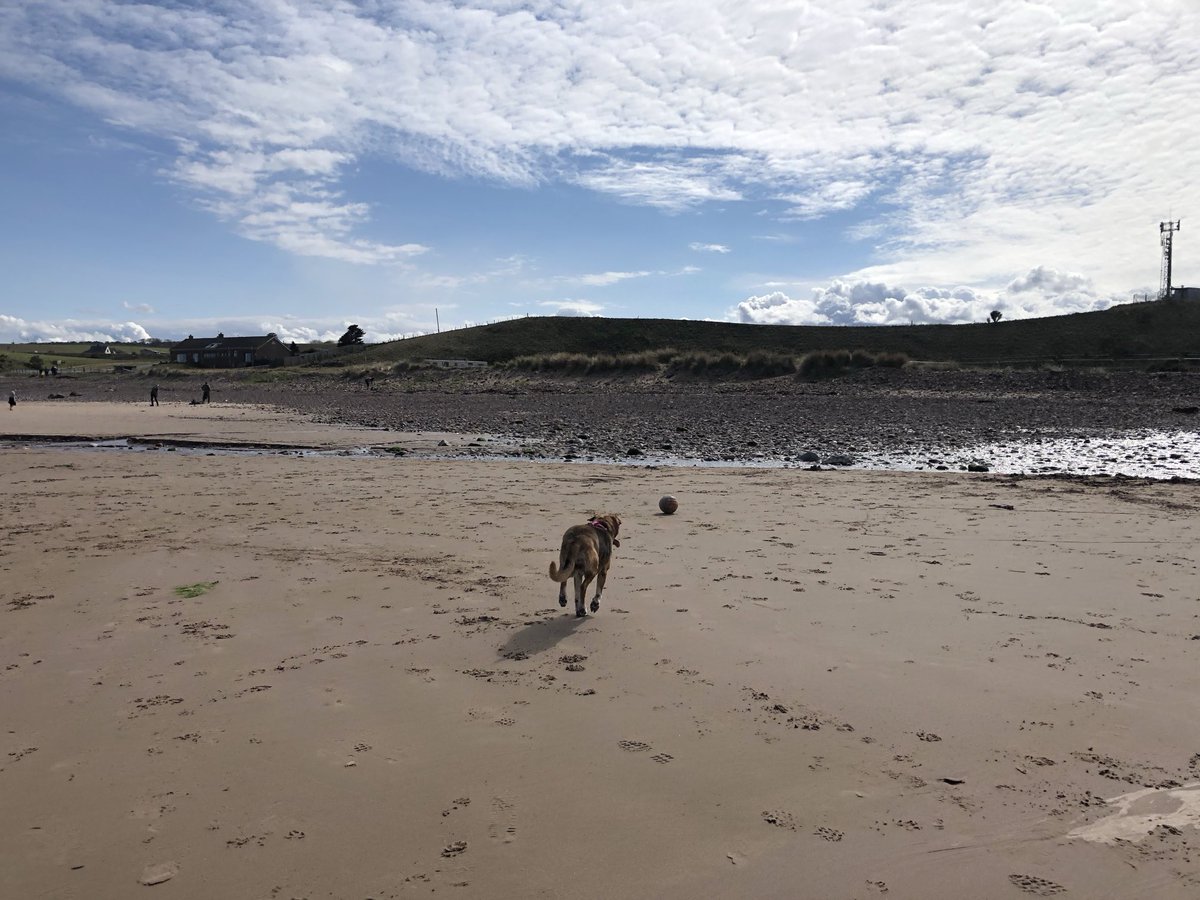 KinlochSusan's tweet image. Beach day #memories with Cara ☀️🏴󠁧󠁢󠁳󠁣󠁴󠁿🐶