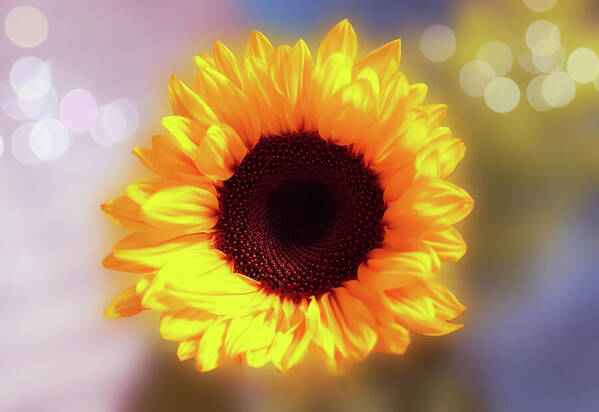 HurmerintaArt's tweet image. Sunflowers Are Always So Inspirational. Beautiful choice for wall art, cards, bags and mugs!
#sunflower #flowerphotography #giftidea #supportartist #buyart #yellowflowers 

 johanna-hurmerinta.pixels.com/featured/sunfl…