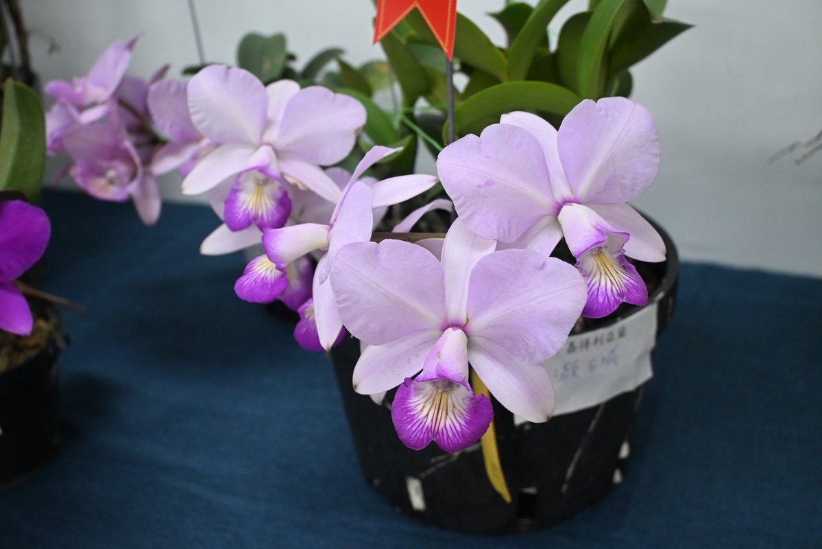 kokusai_nursery (@kokusai_nursery) / Posts / X