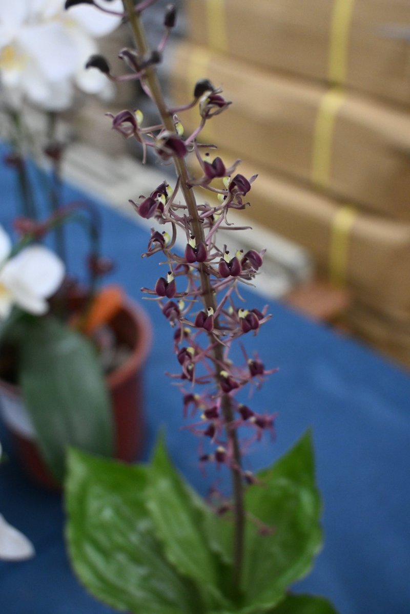 kokusai_nursery (@kokusai_nursery) / Posts / X