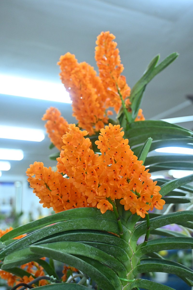 kokusai_nursery (@kokusai_nursery) / Posts / X