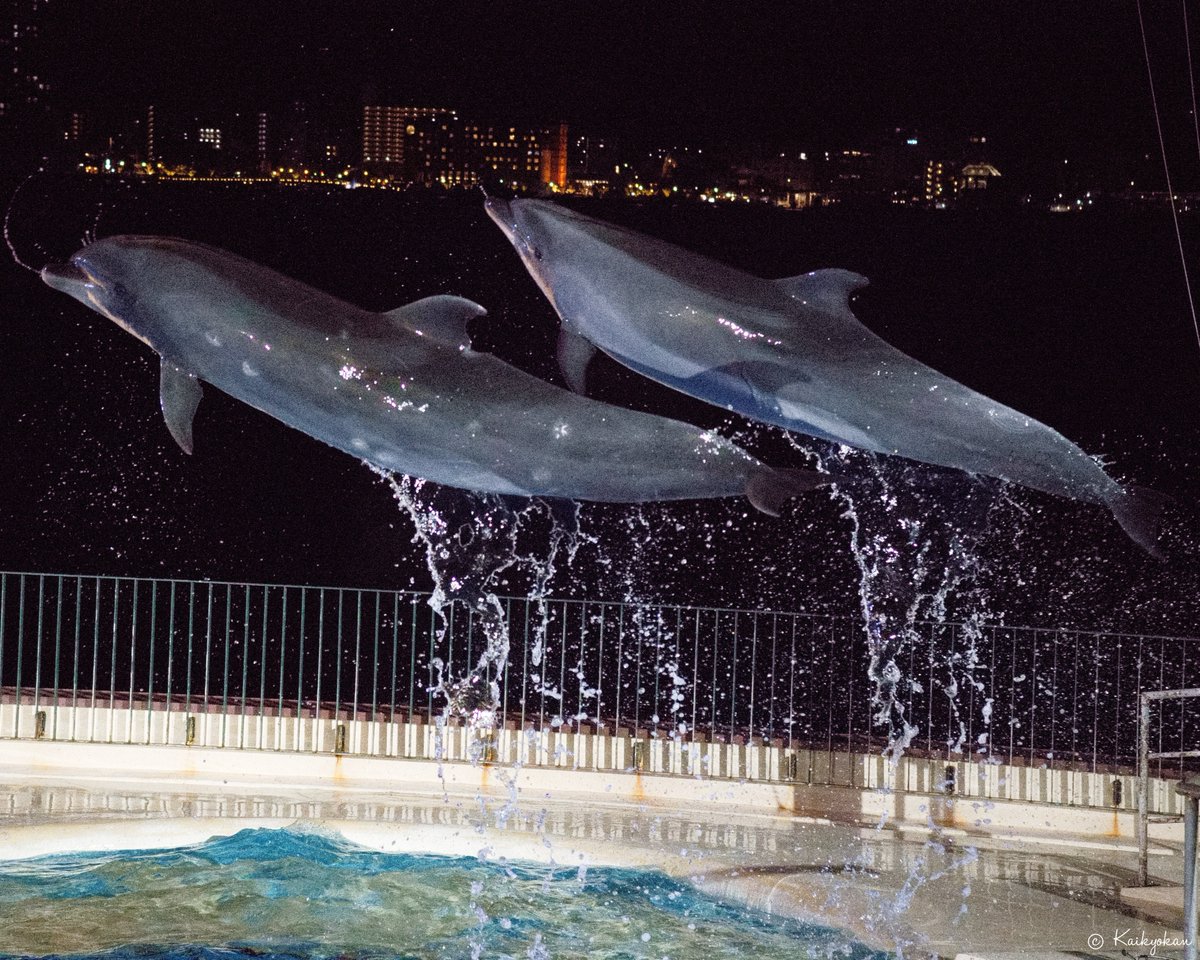 しものせき水族館「海響館」公式 tweet media