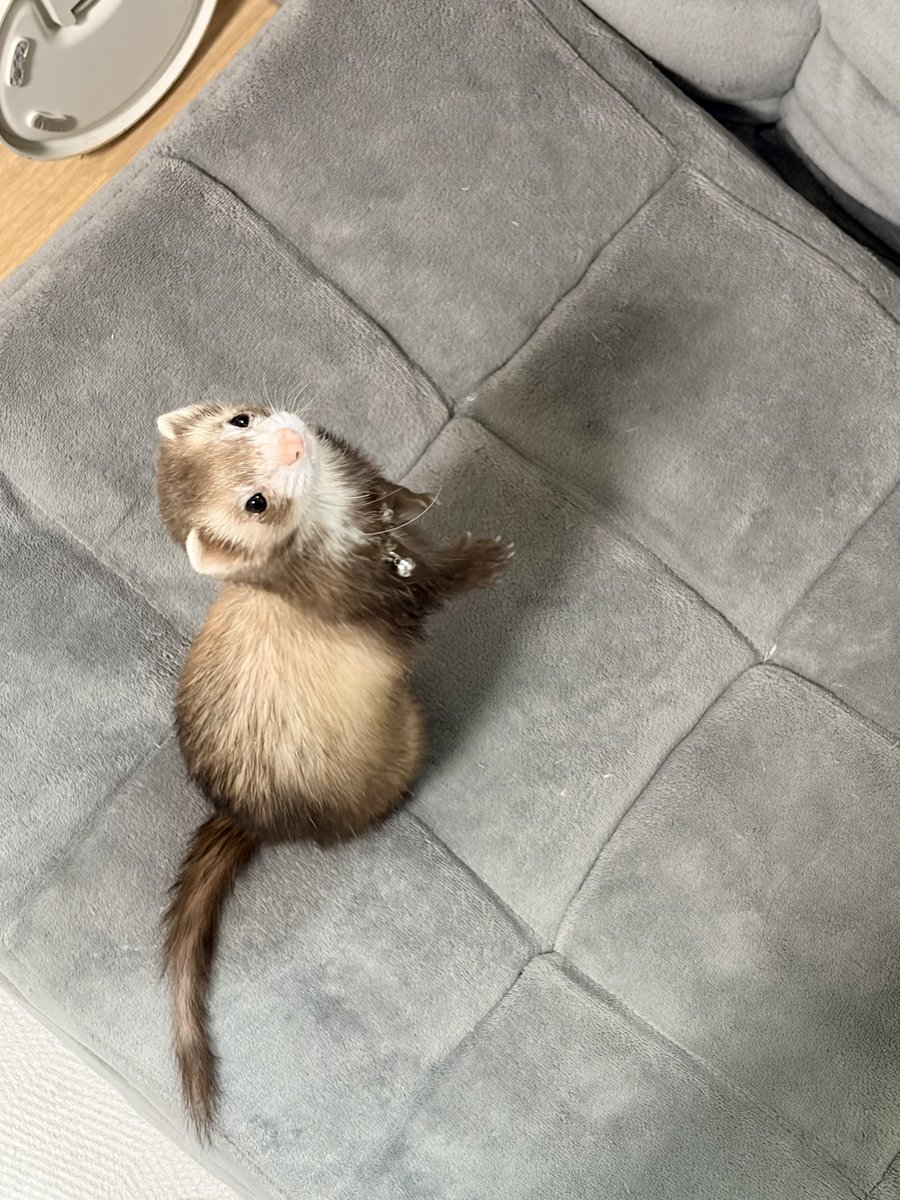 フェレットのちゃーちゃん🦦 tweet media