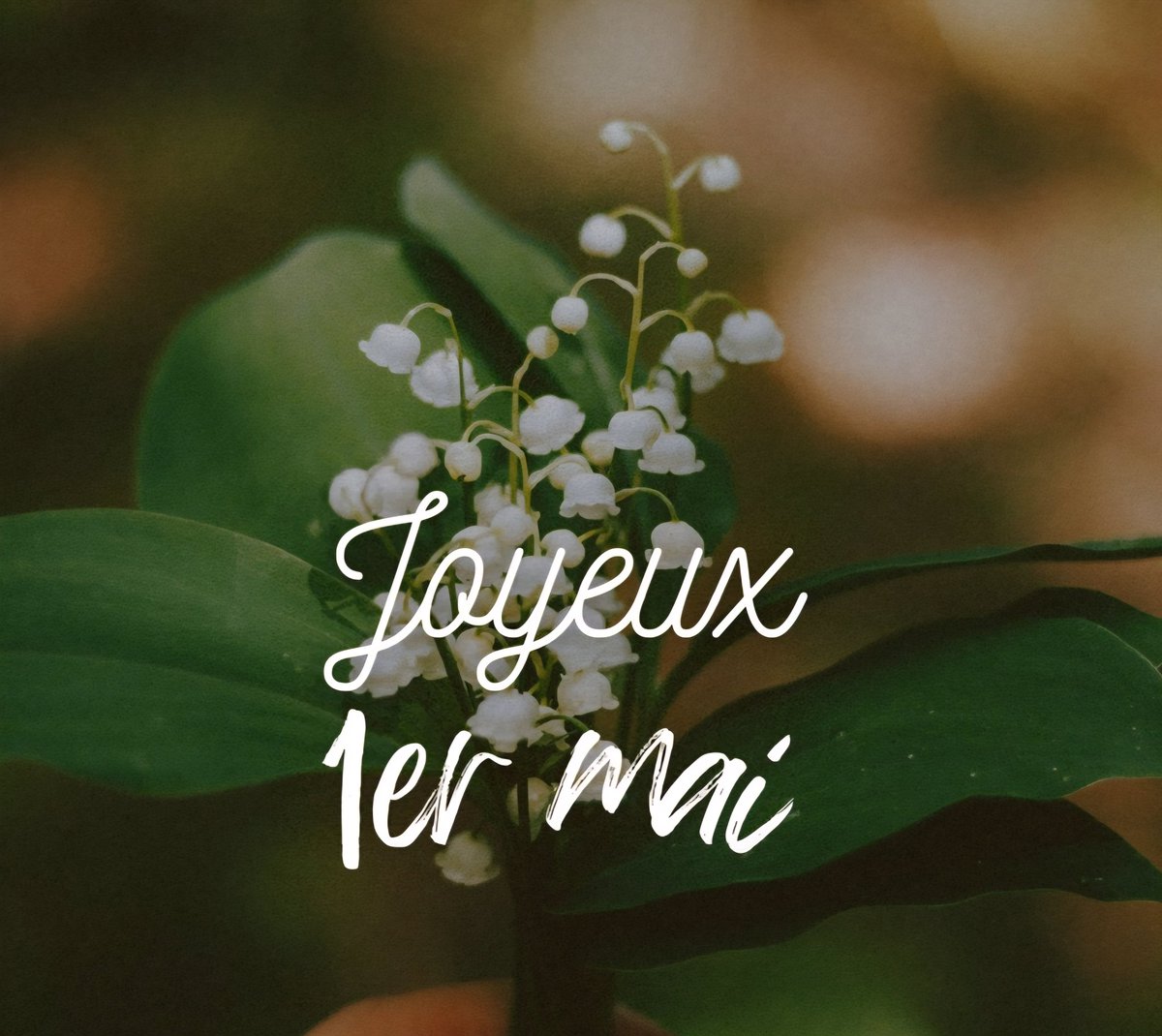 milles feuilles ☭ tweet media
