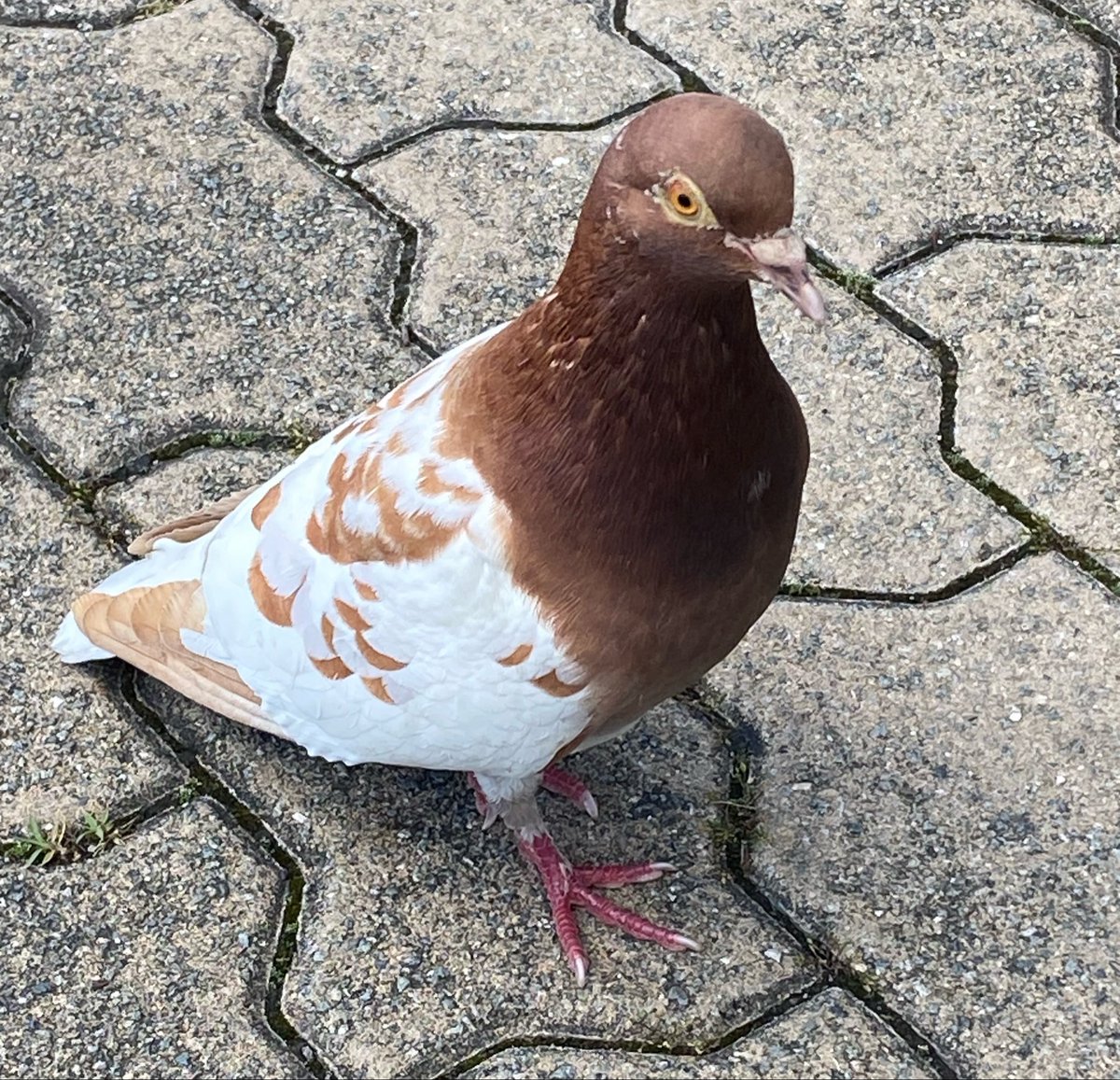ユウ tweet media