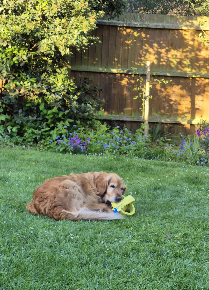 Willow the Golden Retriever 🐕 tweet media