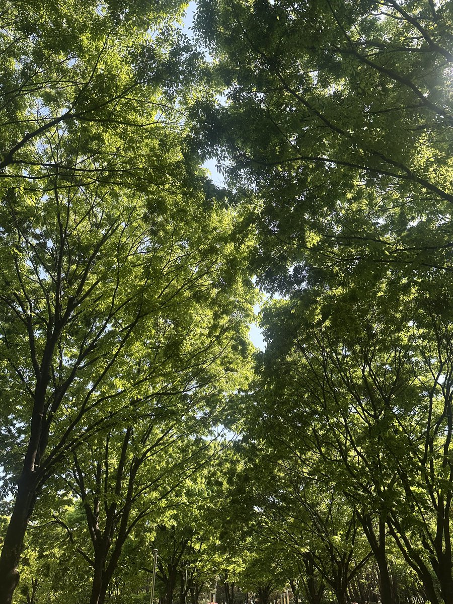 daily_in_love's tweet image. 5월 1일 오후,
가벼운 발걸음으로 산책하며
스치는 바람과 꽃향기, 그리고 나를 마주하는 시간 🌼🌿💛
쉬는 날 나를 위해 보내는 시간,
오늘도 가장 따뜻한 사랑 실천 완료
Afternoon walk under the golden light — loving myself one step at a time.
 #dailyinlove #afternoonwalk #selflove