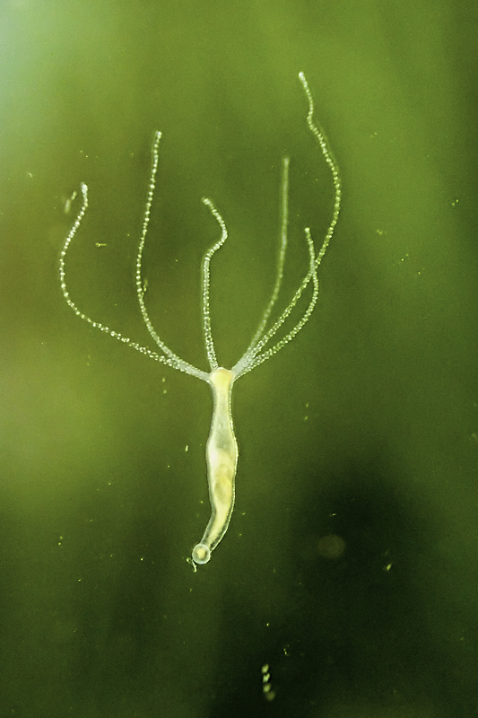 ヒドラ (Hydra):刺胞動物 ヒドロ虫綱 ギリシャ神話の怪物ヒュドラーが名前の由来らしい 針で刺して毒を注入してくる! ヒドラ← →ヒュドラー