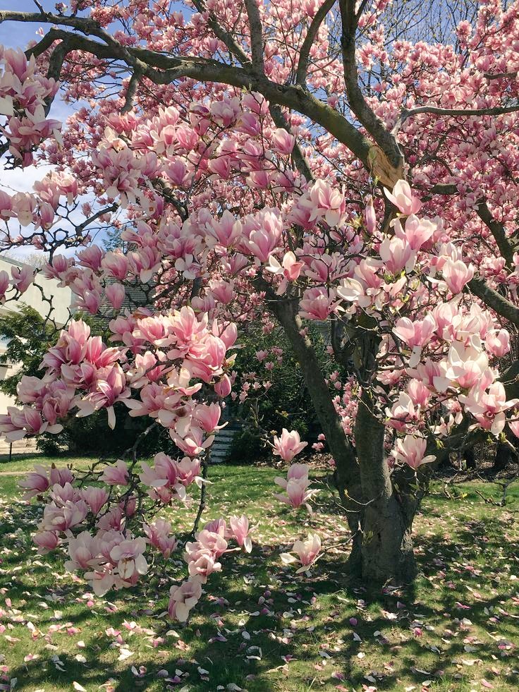 may62161's tweet image. Dobro jutro 🌸
Wishing everyone a very happy Friday and amazing May ahead!!! 🌺🌿🌺

#morning #nature #photo