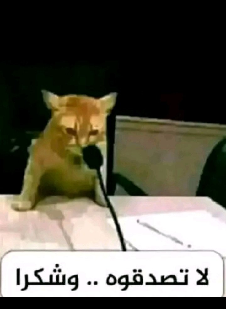 زغــلــول tweet media
