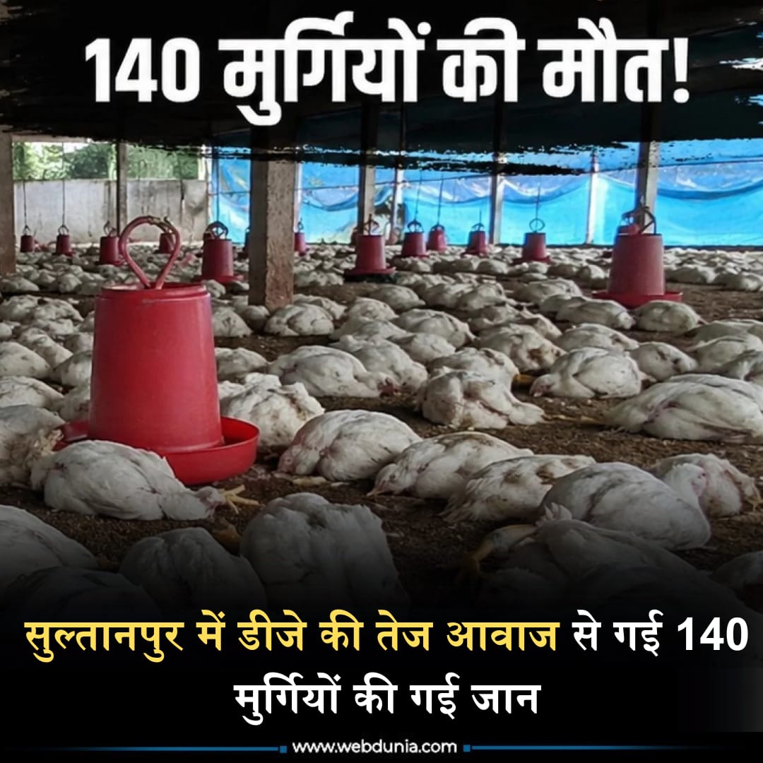 WebduniaHindi's tweet image. UP  के सुल्तानपुर जिले में एक हैरान कर देने वाला मामला सामने आया है, जहां तेज़ डीजे की आवाज़ से कथित तौर पर 140 मुर्गियों की मौत हो गई। पोल्ट्री फार्म मालिक ने इस घटना को लेकर पुलिस में शिकायत दर्ज कराई है।पूरी खबर 👇

m-hindi.webdunia.com/regional-hindi…

#sultanpur #up #chickens #death #dj