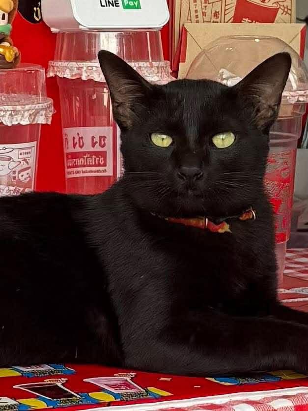 คือผมต้องทราบไหม 🐈‍⬛ tweet media