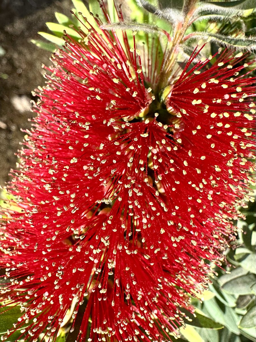 whweeksjr's tweet photo. Crimson Bottlebrush. Endemic to Australia, but cultivated globally.  The many filaments are stamens with pollen at the tips. So much red!! Amazing!! https://t.co/qDfVhhqJlH
