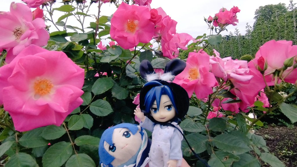 🌹✨️🌹✨️🌹✨️🌹✨️

綺麗だったねぇ〜😊🌹✨️