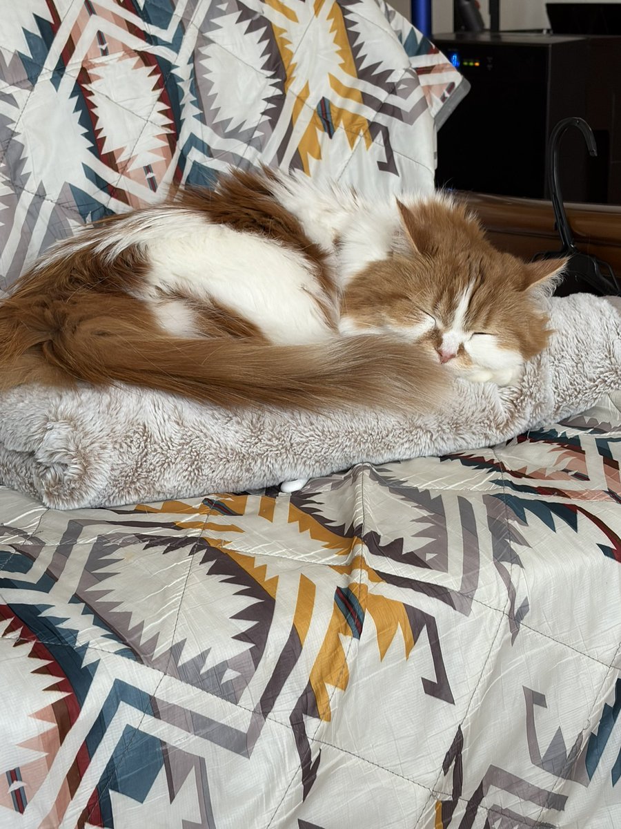 mind_river's tweet photo. 猫フィールオンザ猫 https://t.co/3OfYyF0ToP