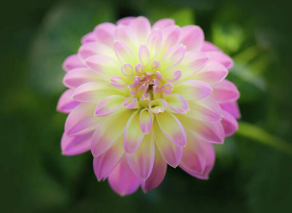 HurmerintaArt's tweet image. A Morning Moment To Remember.

Dahlias are so beautiful!

#wallart #cards #bags #giftidea #flower #dahlia  johanna-hurmerinta.pixels.com/featured/a-mor…