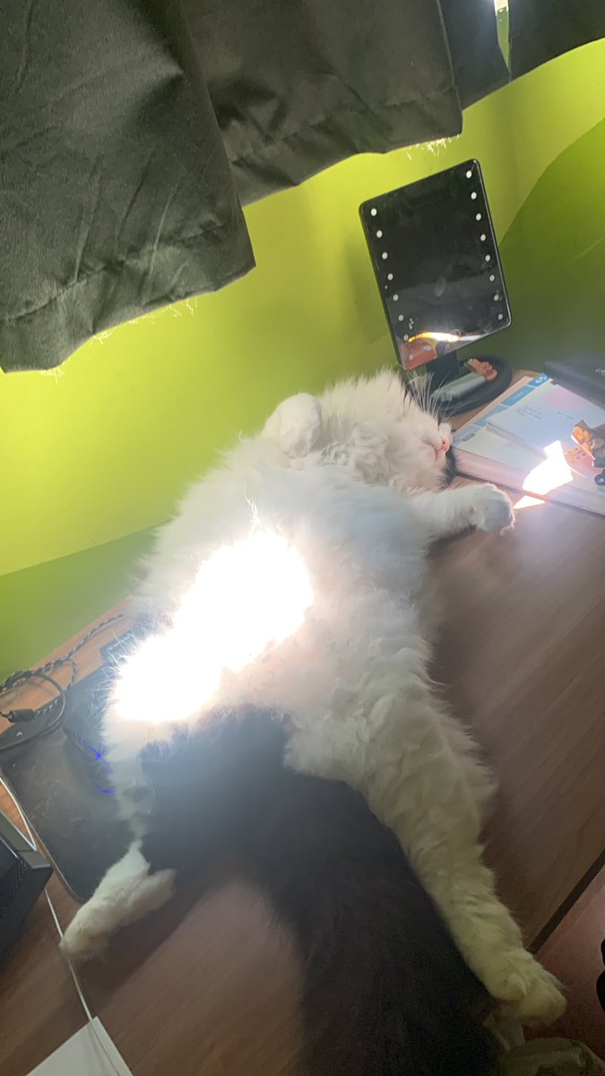 IAmBestBaby's tweet photo. some of my favorite cat pictures https://t.co/dRRgtcNj2T