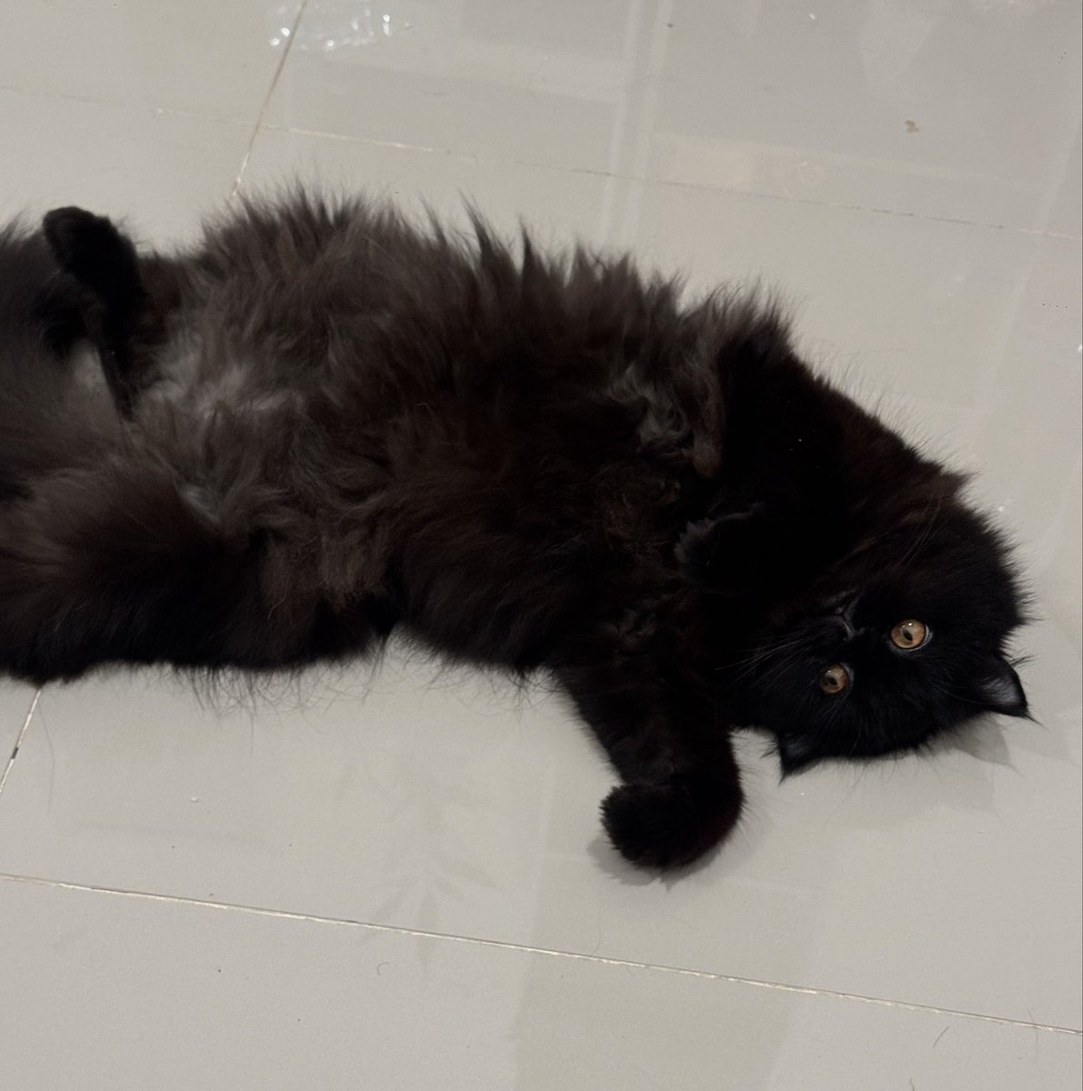 Sok sok manja, tapi pas dipegang perutnya malah gigit 🤏🏼