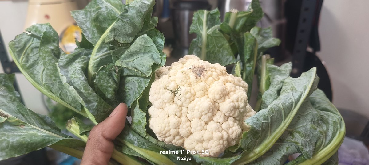 NaziyaArun's tweet photo. @ZeptoNow when I order cauliflower..I have to search for the flower . it's just cauli or caulileaves..which is for Rs.29.

Never say it will be delivered in 25 mins when you can't..
#fakepromises #servicesucks #wasteoffreedelivery https://t.co/JyC55gE1Hr