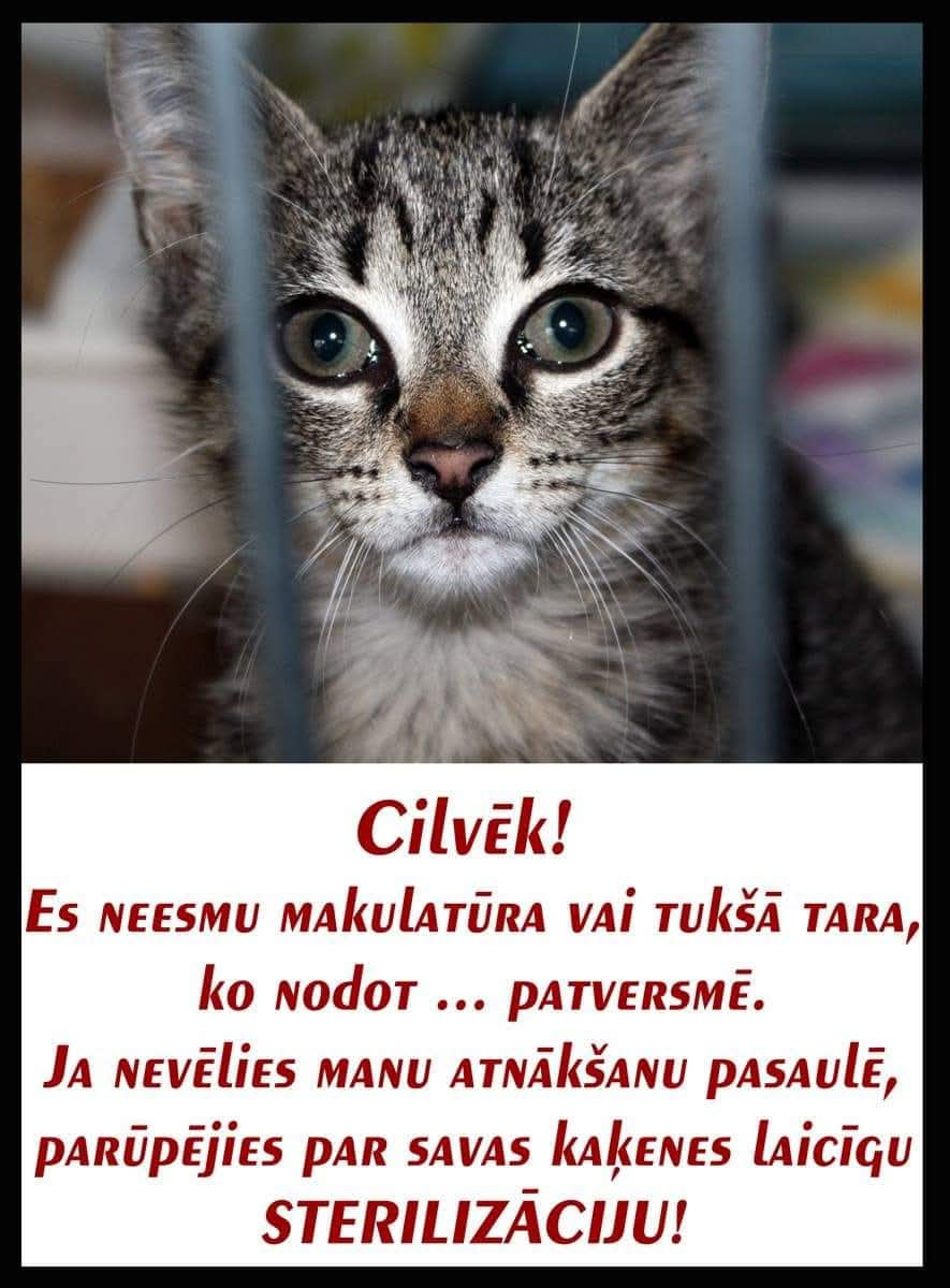 RudensLapaVeeja's tweet photo. Kā katru mēnesi lūdzam atbalstīt kvalitatīvas barības  iegādi Līvānu biedrības kaķiem. Biedrības vadītāja šobrīd intensīvi vāc informāciju, kur atkal parādījušās nekastrētas kaķenes un gaidāmi metieni! 

"Labo un radošo darbu apvienība" 
Swedbank
LV73HABA0551044190836 https://t.co/8jv4fPgPtz