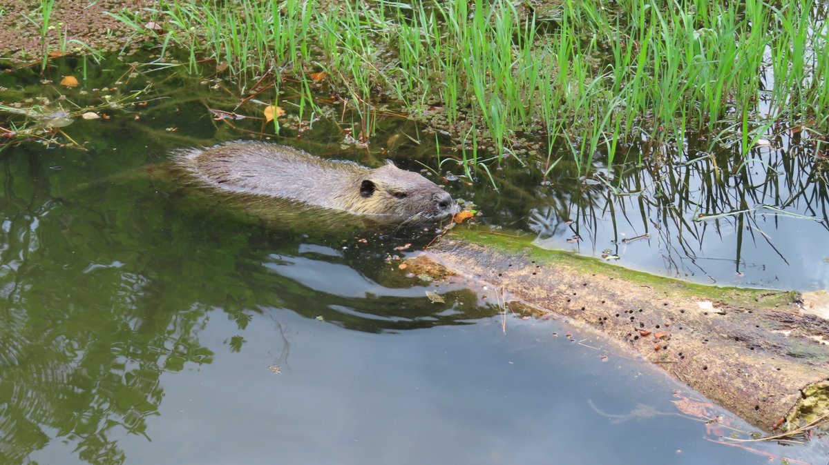 Mヶ丘公園のヌートリア 1匹 5月1日
#nutria #coypu #ヌートリア #ragondin #緑ヶ丘公園