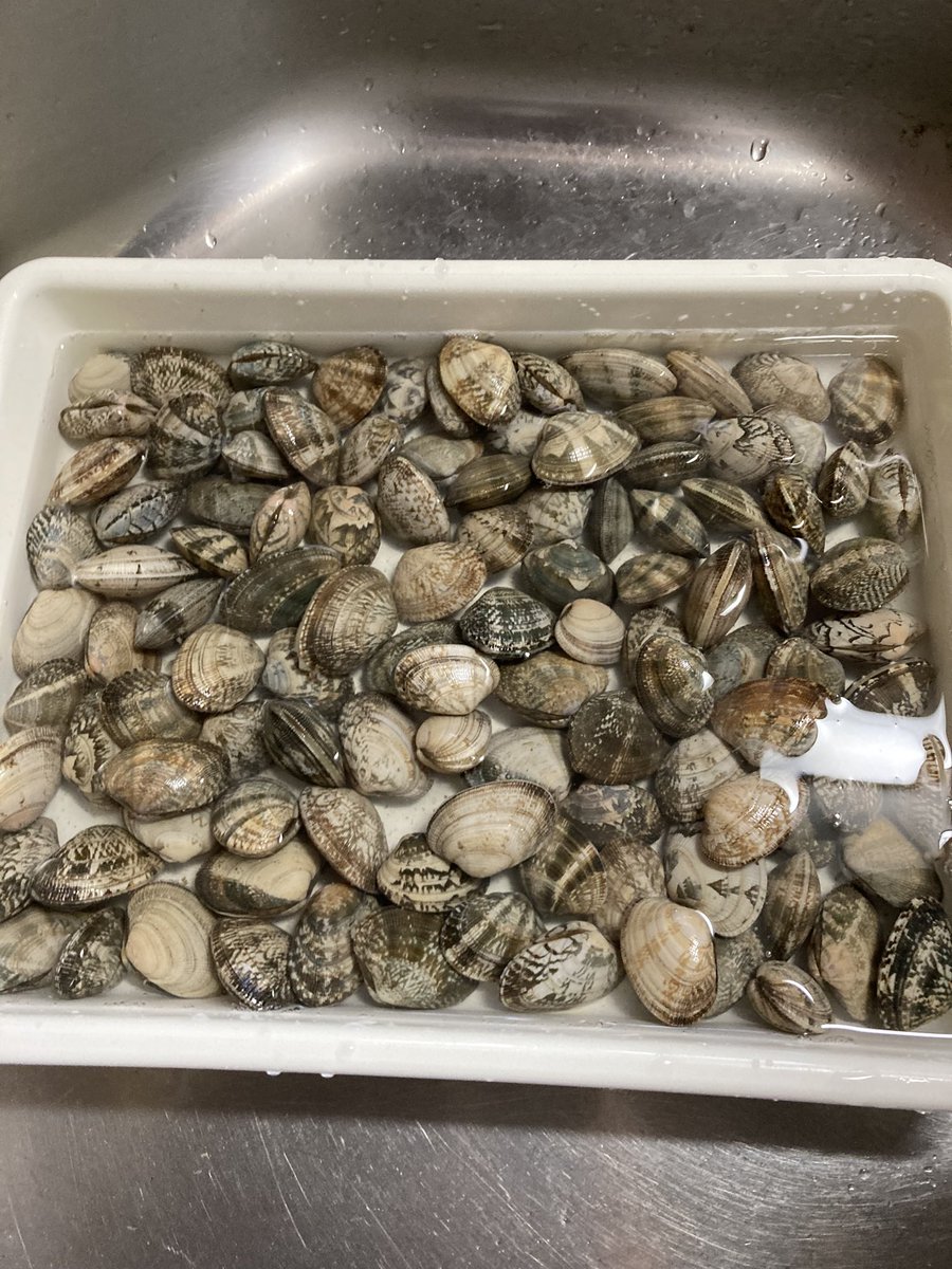 あさりあ様　お取置き 冬ギフト】日間賀島産 大アサリ（ウチムラサキ）1.2kg｜12切 ｜下処理
