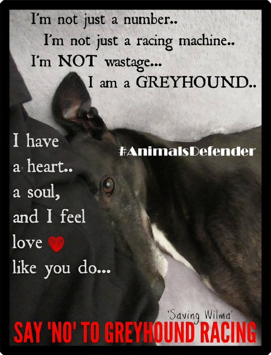 Greyhound Action Ireland tweet media