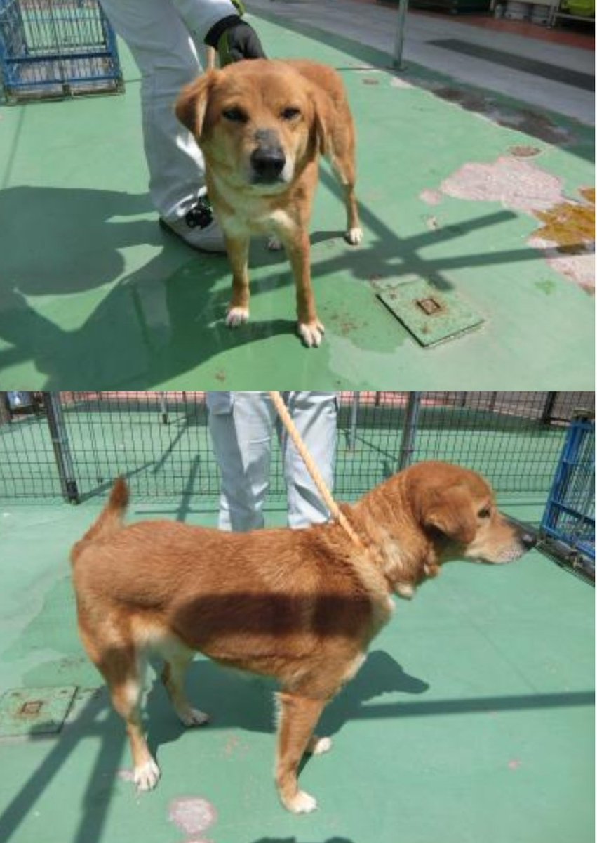 まだお迎えないようです
福島県のみならず他県の方も拡散
#迷子犬 #迷い犬 4/28
#福島県 #福島県迷子犬
#伊達市 #梁川町 #広瀬町
#伊達市迷子犬
#雑種犬  メス 茶
📍推定6歳
📍装着品なし
📍垂れ耳
二本松市 本宮市 桑折町 国見町
川俣町 大玉村
連絡先
#福島県動物愛護センター本所
☎024-953-6400