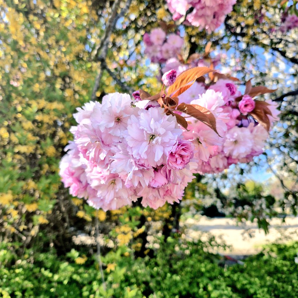 NYCBee99's tweet image. Happy Friday 🌸🌸🌸
#friday #fridaymorning #fridayvibes #garden #potd