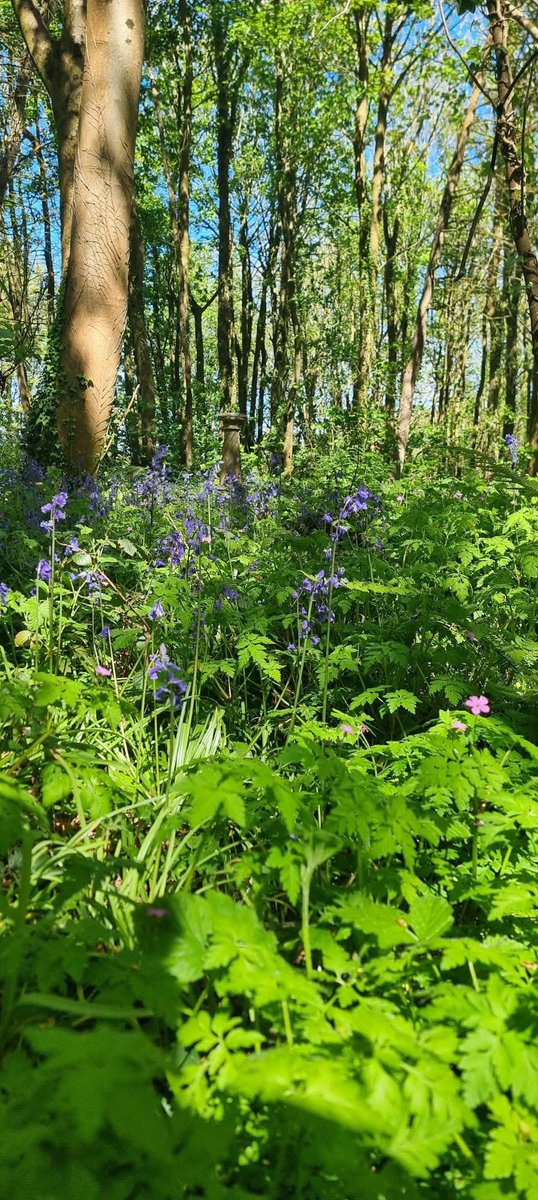 ACHUB PENRHOS / SAVE PENRHOS NATURE RESERVE 🍃💚🍃 tweet media
