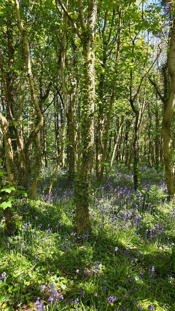 ACHUB PENRHOS / SAVE PENRHOS NATURE RESERVE 🍃💚🍃 tweet media