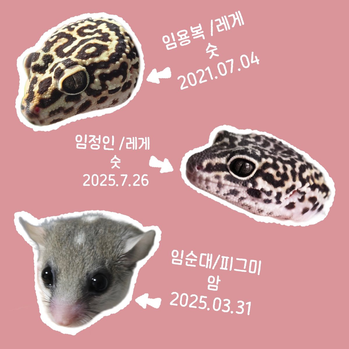 하디 /드래곤길들이기 tweet media