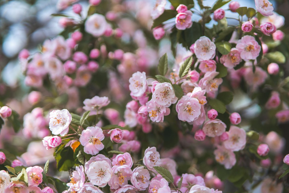 RinkiSharma's tweet photo. May this month bring you happiness.
May this month bring you peace.
May this month be stress-free.
And may the rest of the year follow the same path.
#happiness #peace #happymayaday https://t.co/FoQkDqiYuX