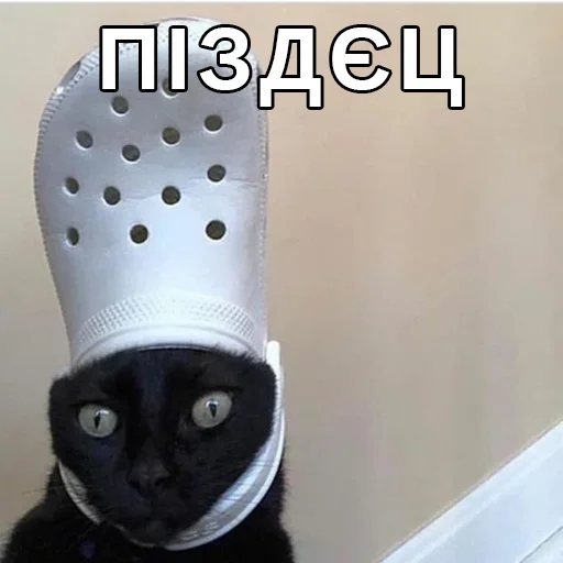ше тільки вчуся tweet media